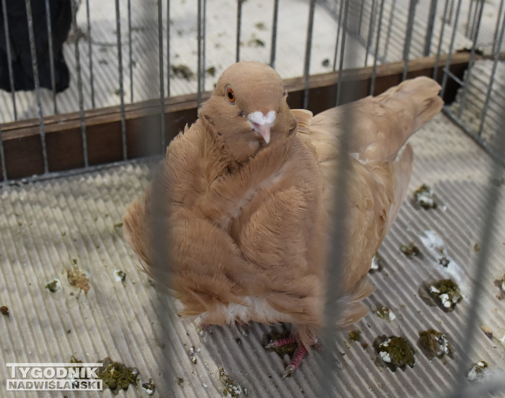 Wystawa gołębi, drobiu  i ptaków egzotycznych