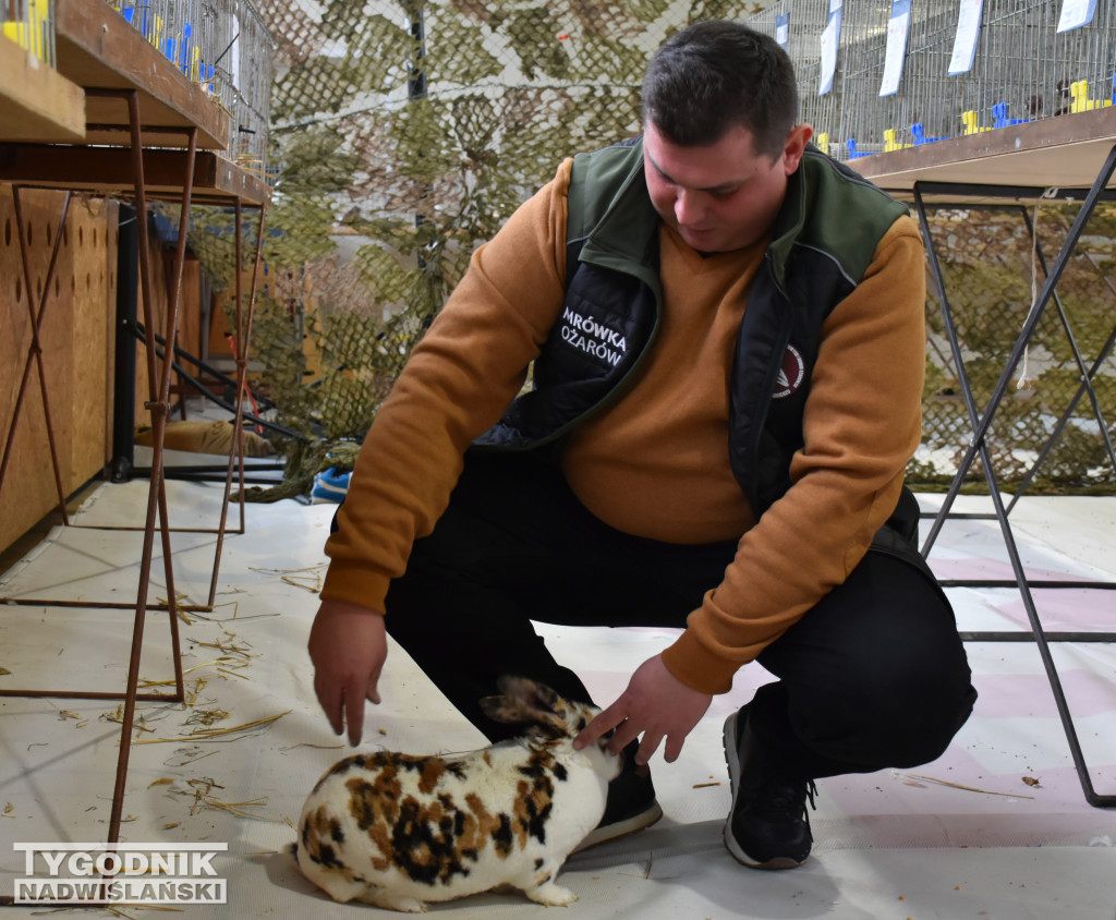 Wystawa gołębi, drobiu  i ptaków egzotycznych