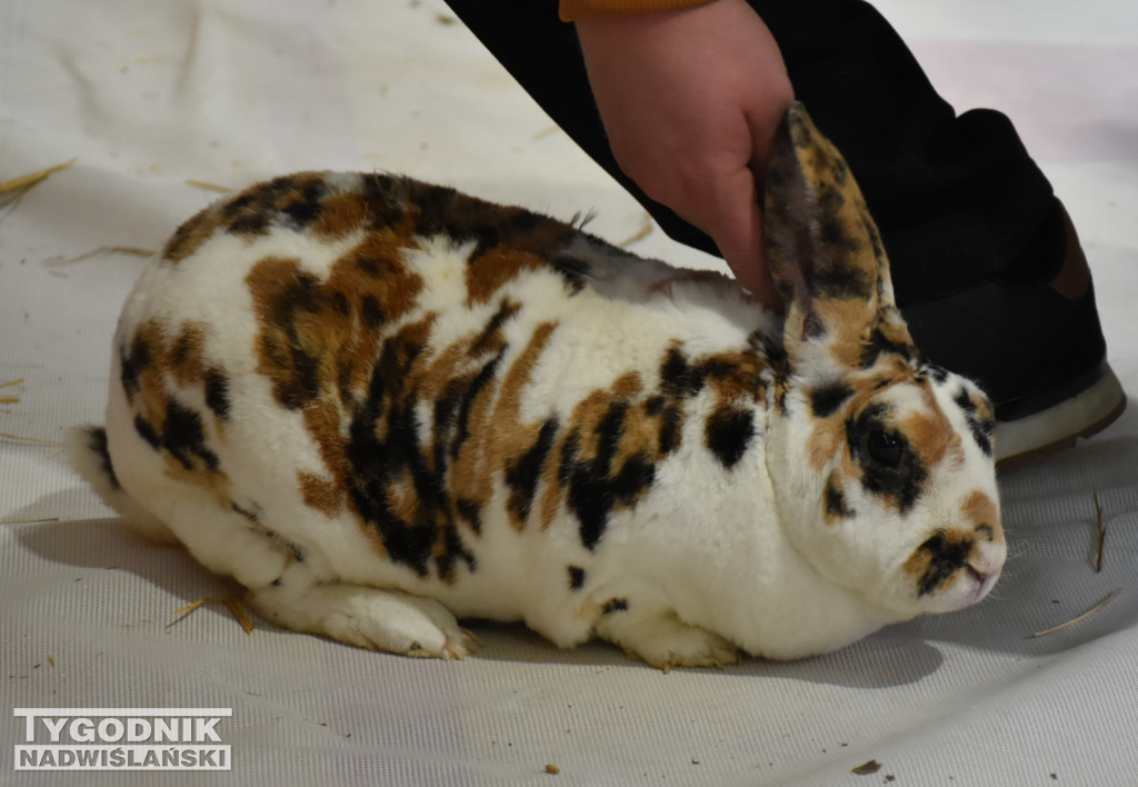 Wystawa gołębi, drobiu  i ptaków egzotycznych