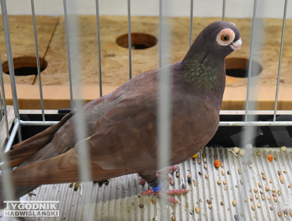 Wystawa gołębi, drobiu  i ptaków egzotycznych