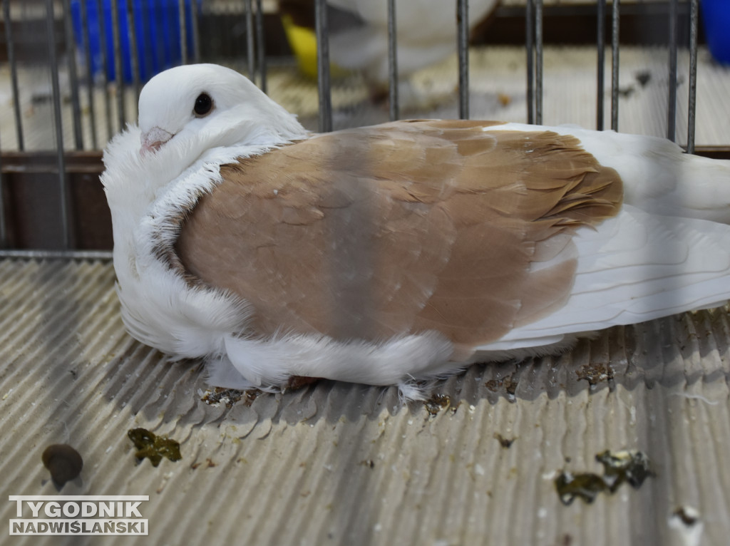 Wystawa gołębi, drobiu  i ptaków egzotycznych