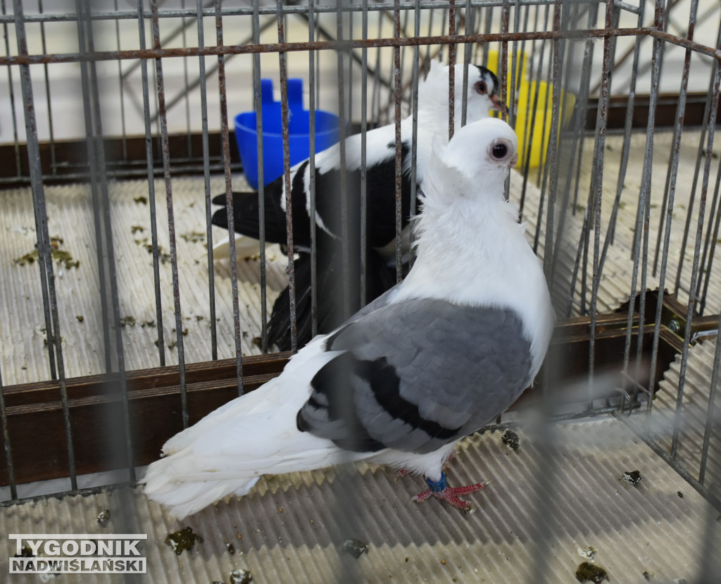Wystawa gołębi, drobiu  i ptaków egzotycznych