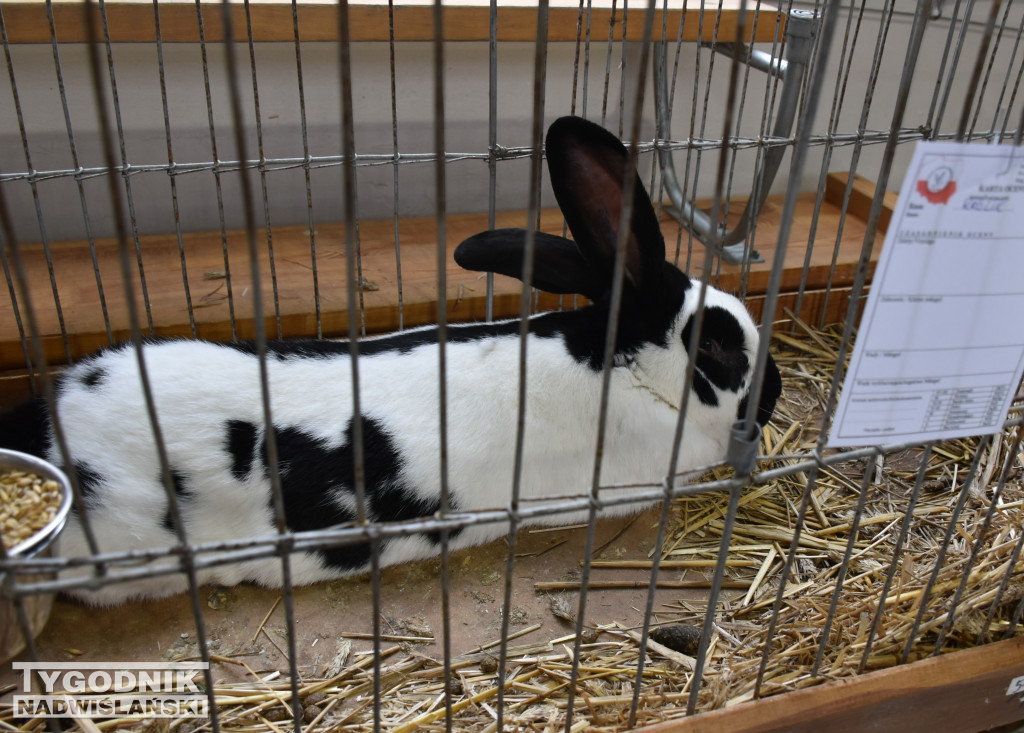 Wystawa gołębi, drobiu  i ptaków egzotycznych