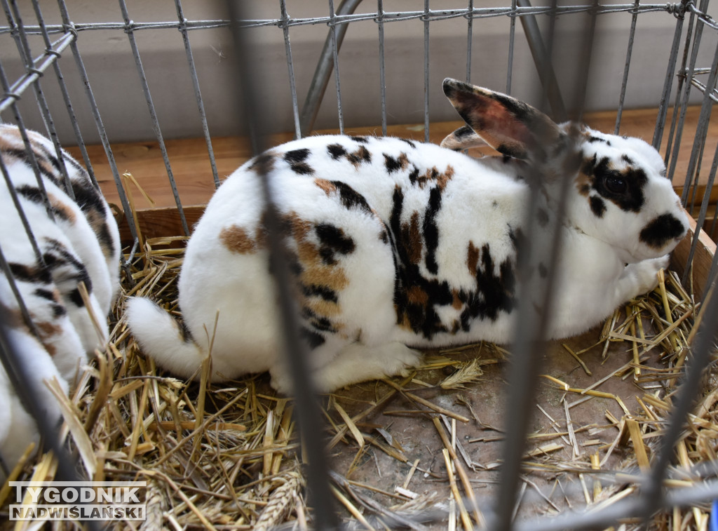 Wystawa gołębi, drobiu  i ptaków egzotycznych