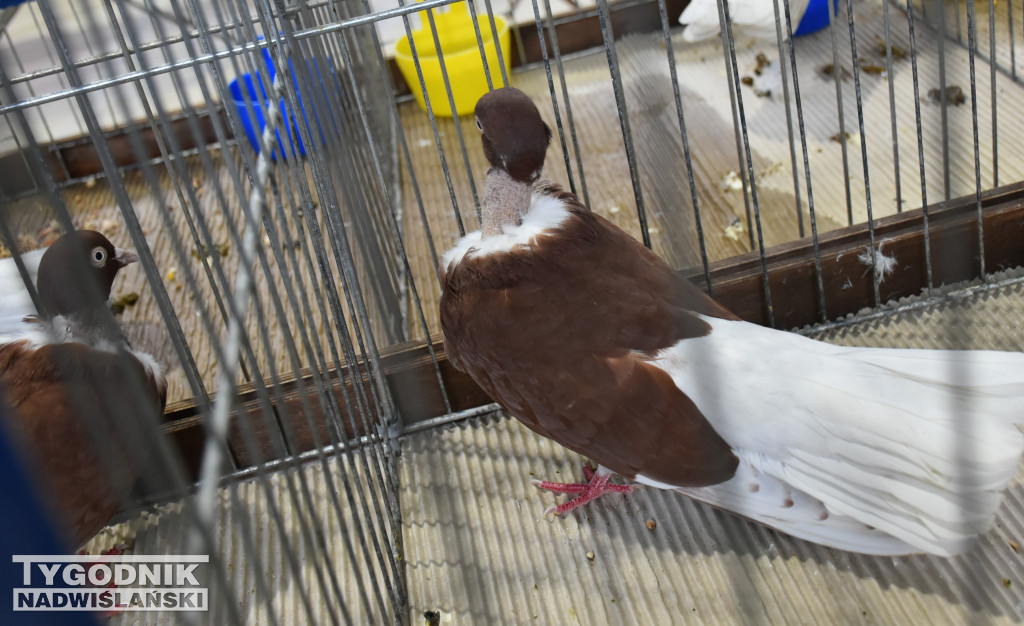 Wystawa gołębi, drobiu  i ptaków egzotycznych