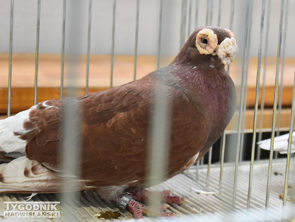 Wystawa gołębi, drobiu  i ptaków egzotycznych