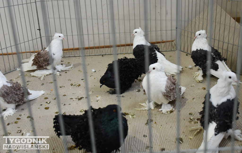 Wystawa gołębi, drobiu  i ptaków egzotycznych