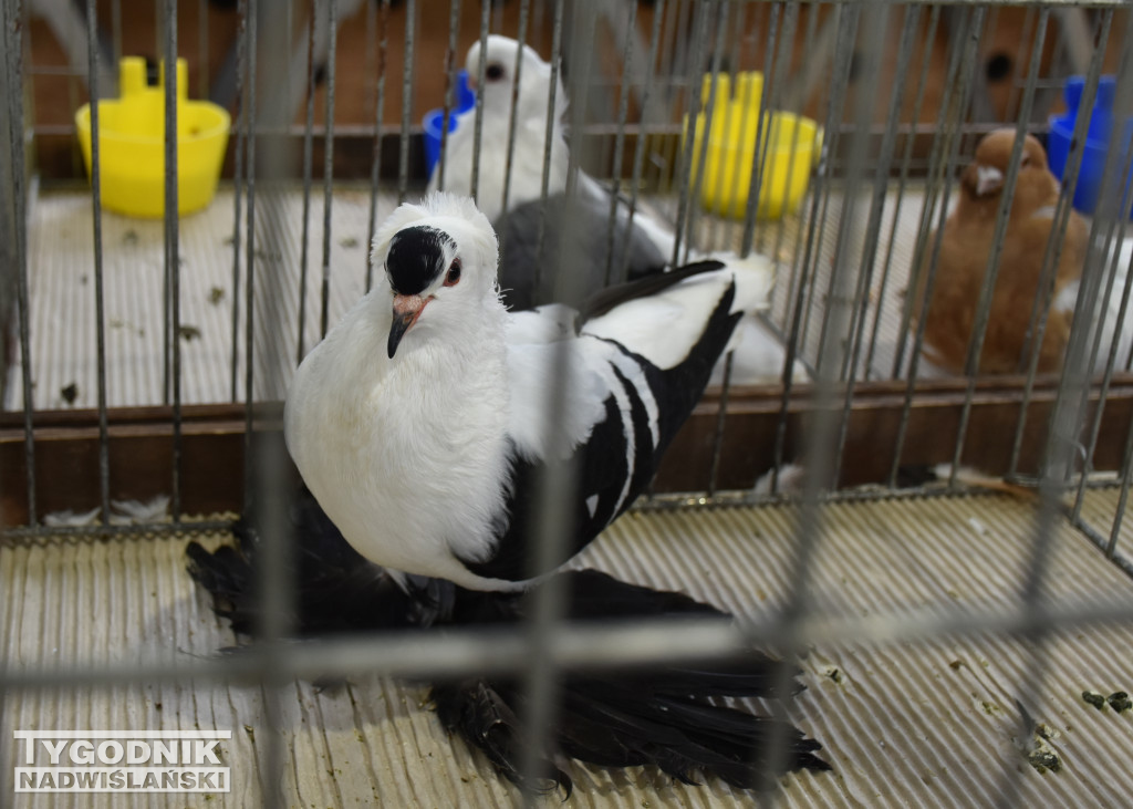 Wystawa gołębi, drobiu  i ptaków egzotycznych
