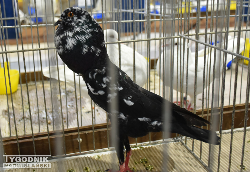 Wystawa gołębi, drobiu  i ptaków egzotycznych