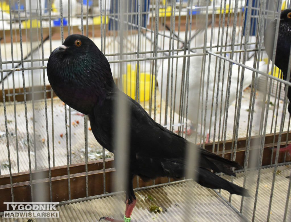 Wystawa gołębi, drobiu  i ptaków egzotycznych