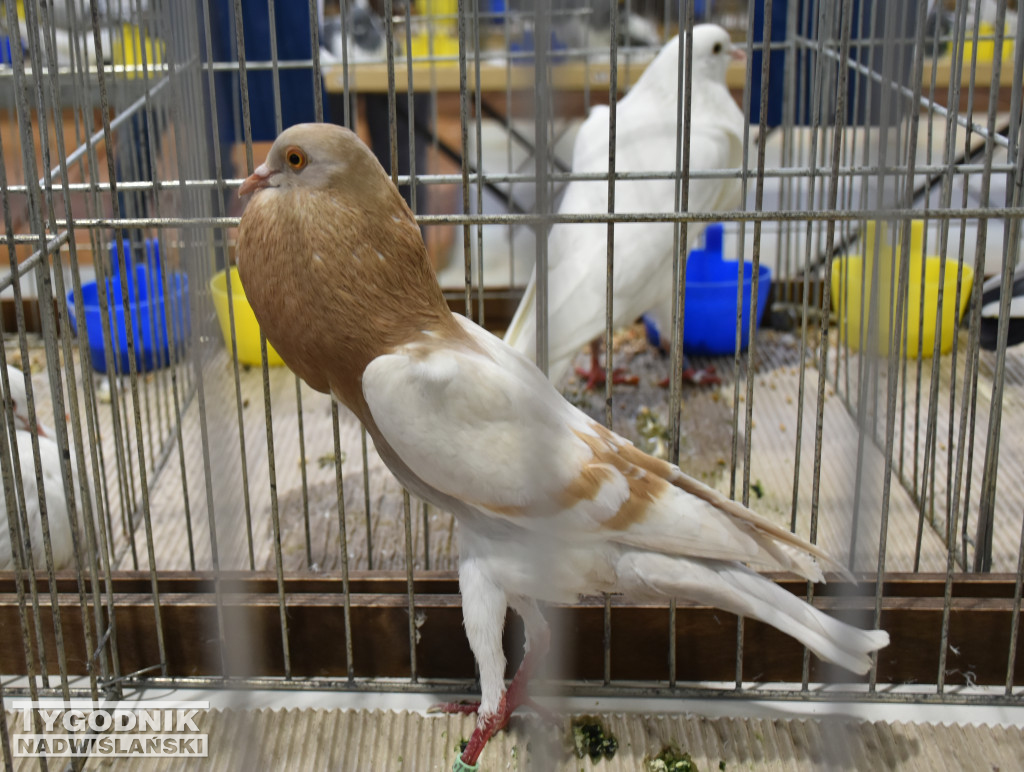 Wystawa gołębi, drobiu  i ptaków egzotycznych