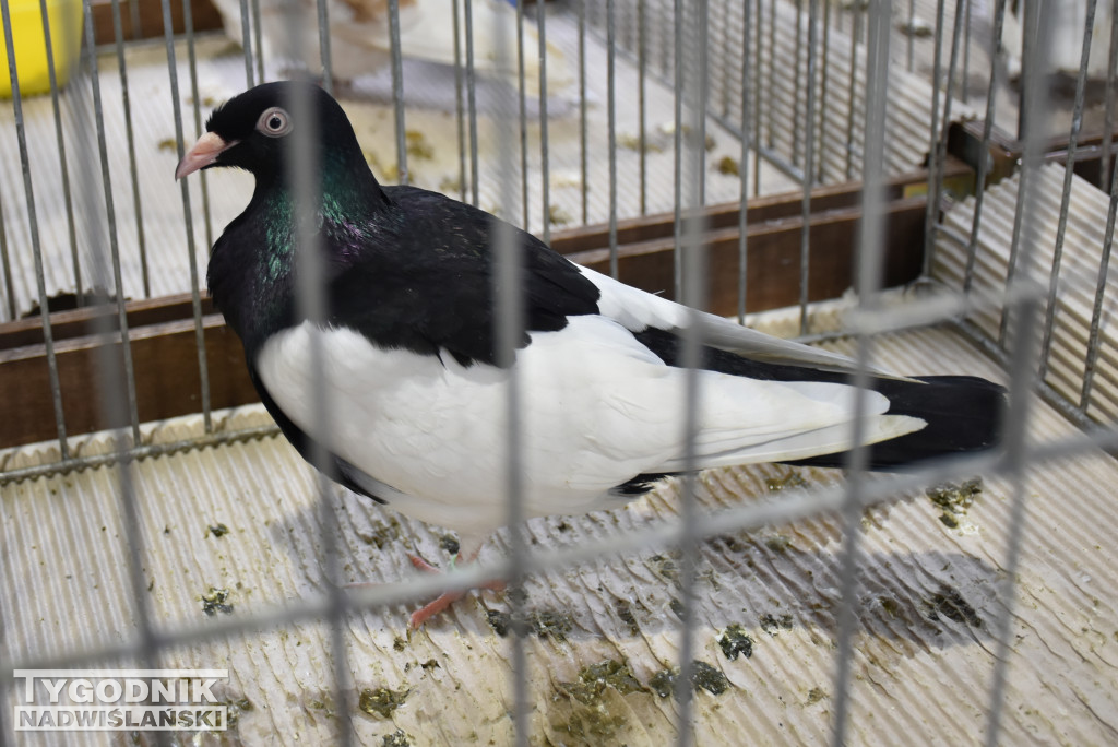 Wystawa gołębi, drobiu  i ptaków egzotycznych