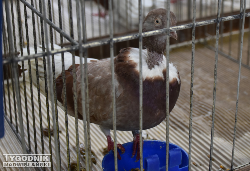 Wystawa gołębi, drobiu  i ptaków egzotycznych