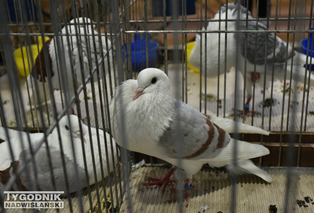 Wystawa gołębi, drobiu  i ptaków egzotycznych