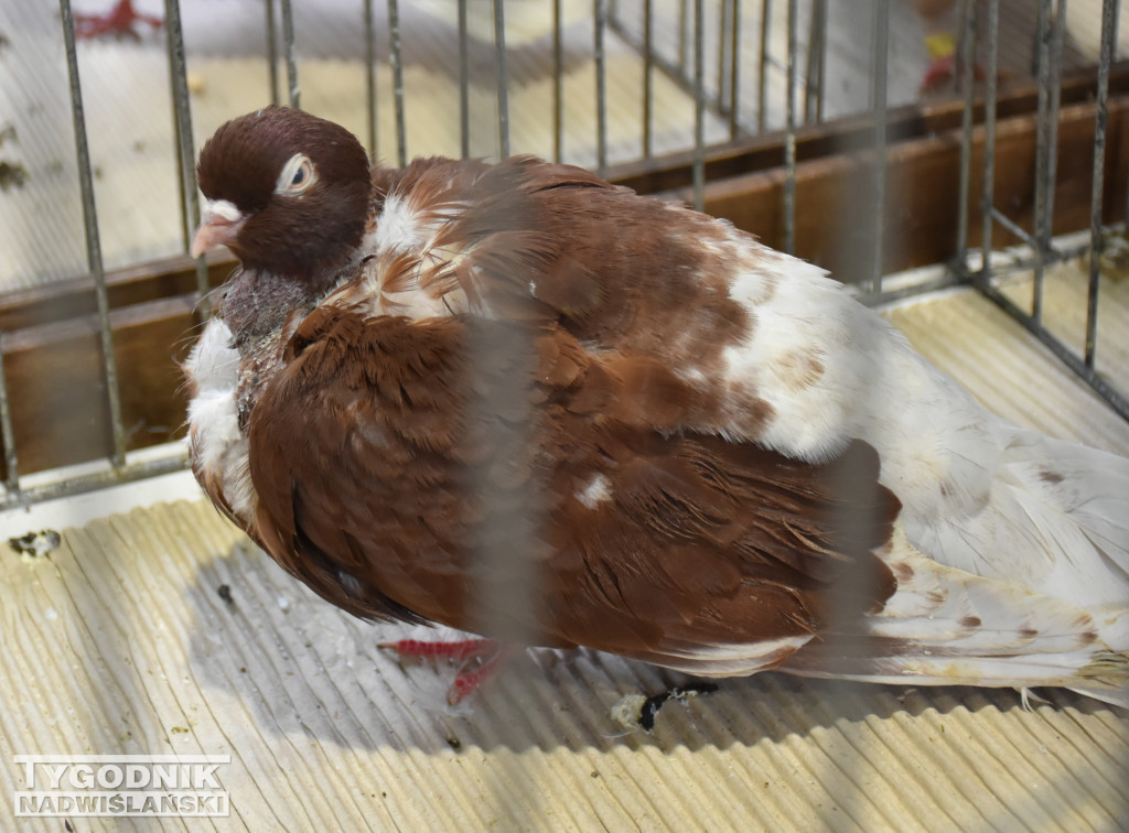 Wystawa gołębi, drobiu  i ptaków egzotycznych