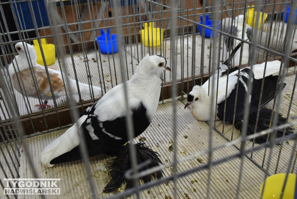 Wystawa gołębi, drobiu  i ptaków egzotycznych