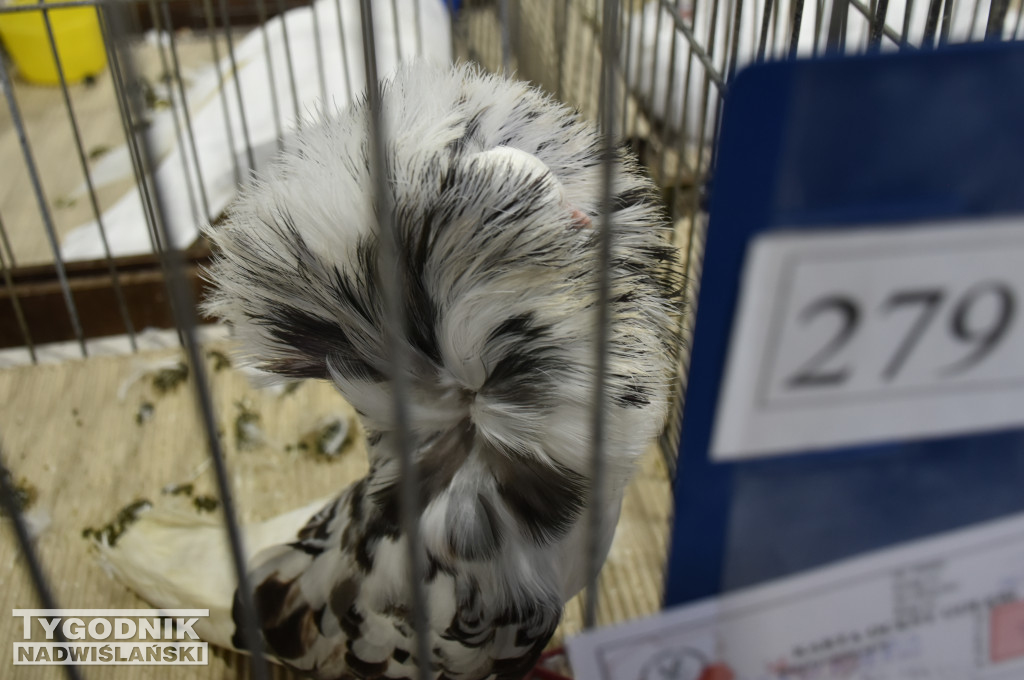 Wystawa gołębi, drobiu  i ptaków egzotycznych