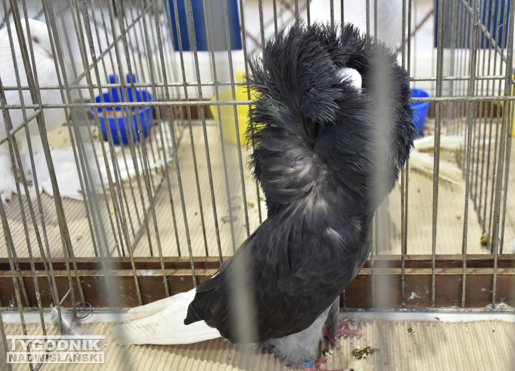 Wystawa gołębi, drobiu  i ptaków egzotycznych