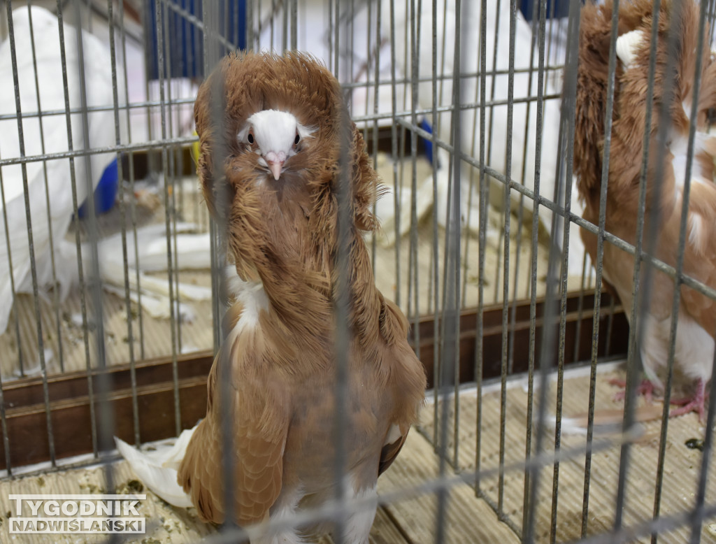 Wystawa gołębi, drobiu  i ptaków egzotycznych