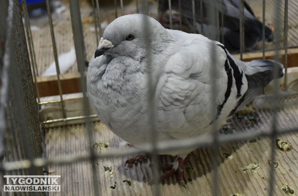 Wystawa gołębi, drobiu  i ptaków egzotycznych