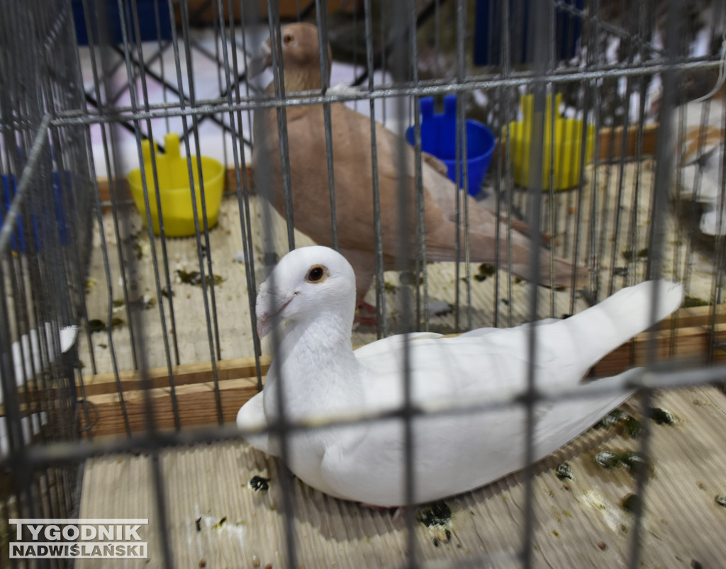 Wystawa gołębi, drobiu  i ptaków egzotycznych