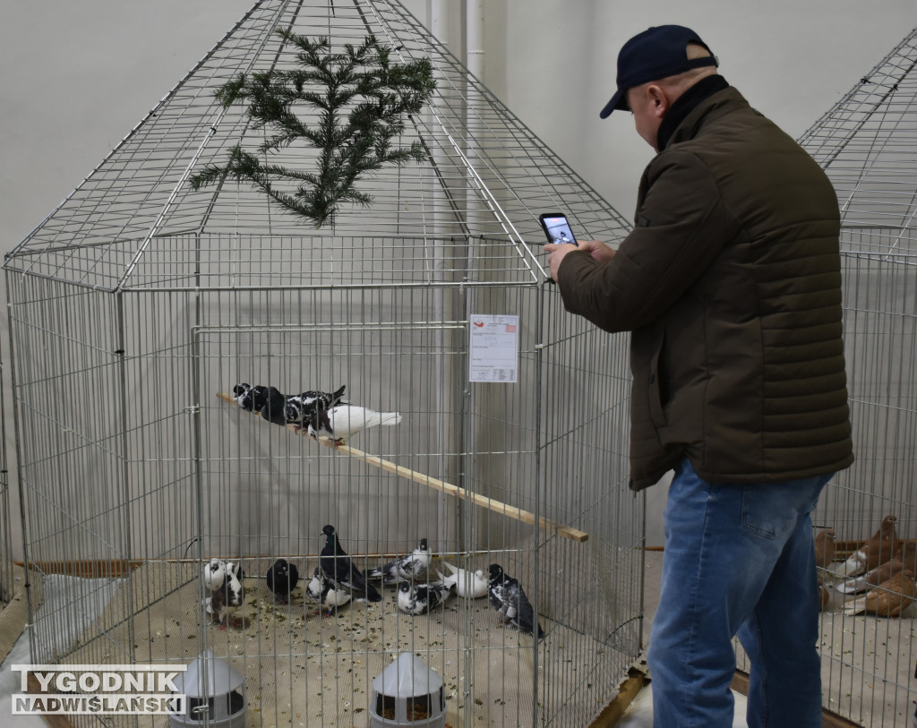 Wystawa gołębi, drobiu  i ptaków egzotycznych