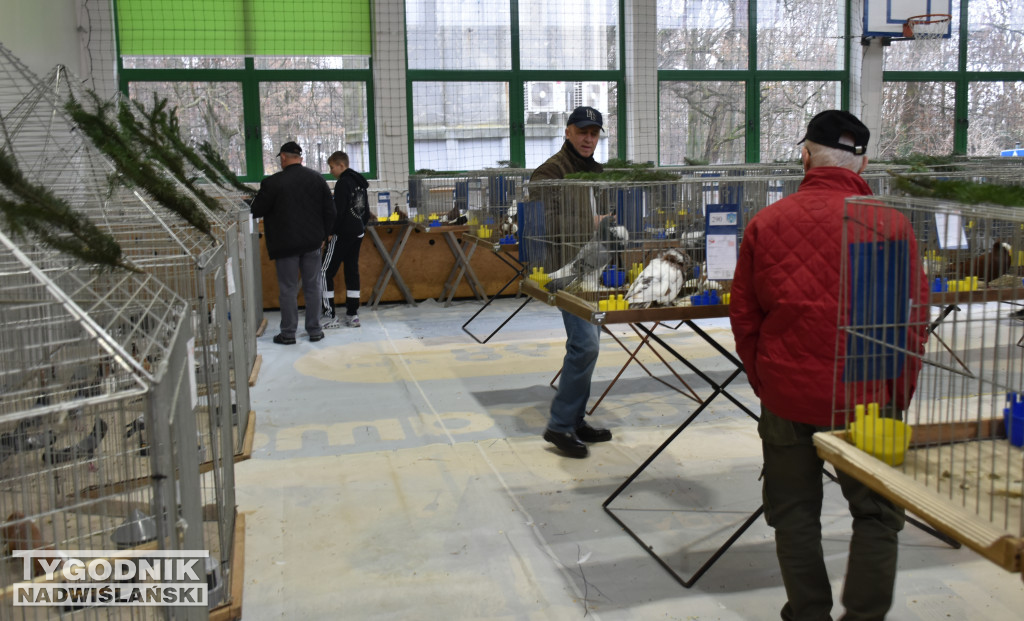 Wystawa gołębi, drobiu  i ptaków egzotycznych