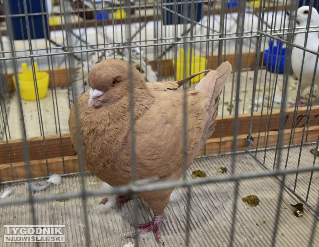 Wystawa gołębi, drobiu  i ptaków egzotycznych