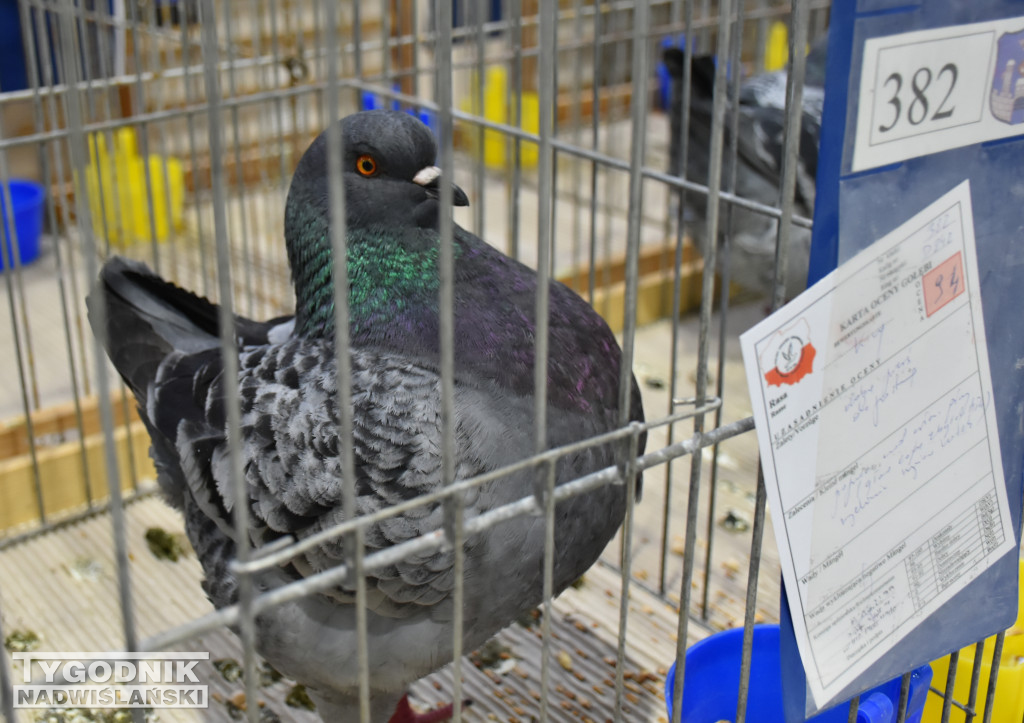 Wystawa gołębi, drobiu  i ptaków egzotycznych