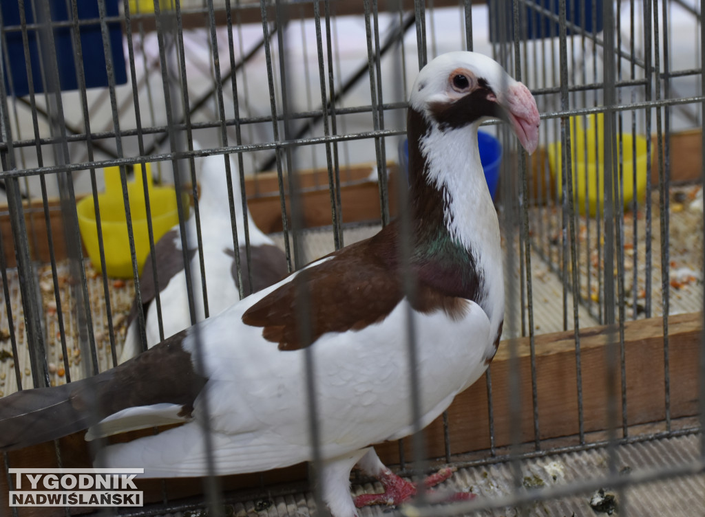 Wystawa gołębi, drobiu  i ptaków egzotycznych