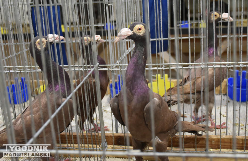 Wystawa gołębi, drobiu  i ptaków egzotycznych