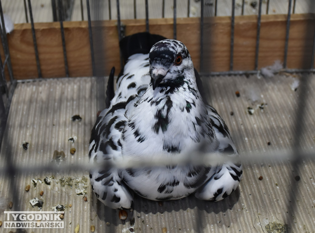 Wystawa gołębi, drobiu  i ptaków egzotycznych