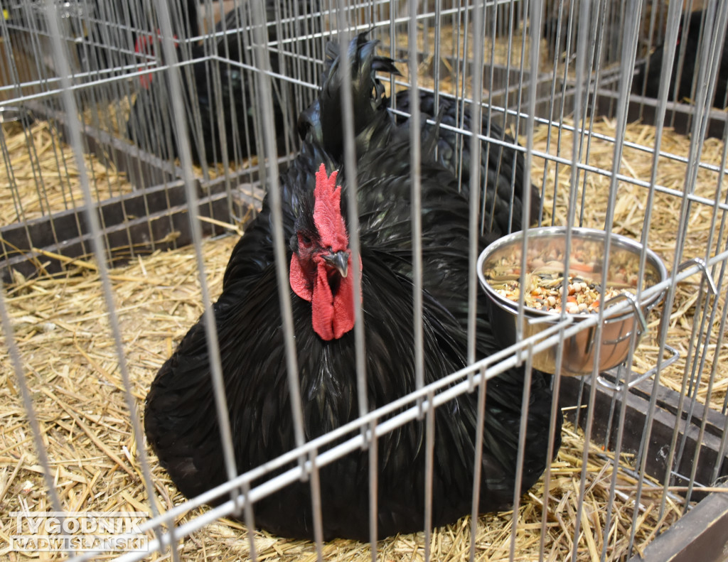 Wystawa gołębi, drobiu  i ptaków egzotycznych