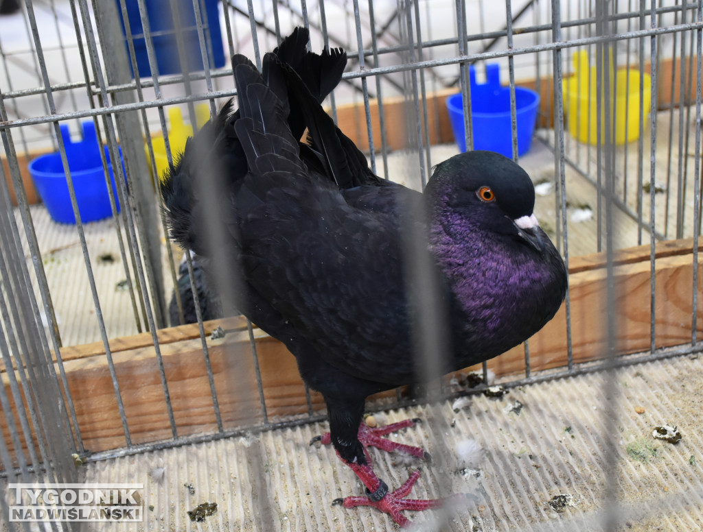 Wystawa gołębi, drobiu  i ptaków egzotycznych