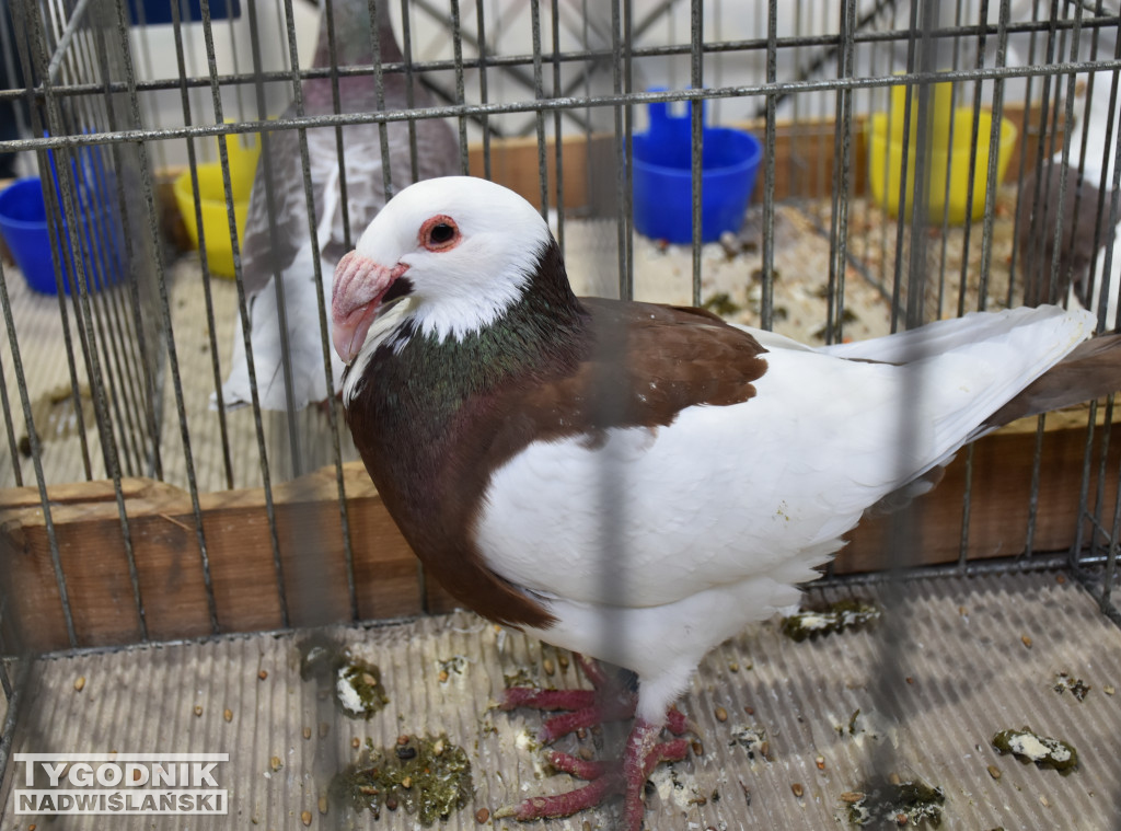 Wystawa gołębi, drobiu  i ptaków egzotycznych