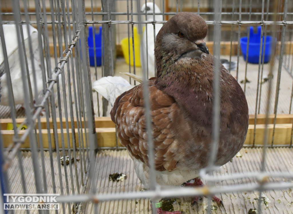 Wystawa gołębi, drobiu  i ptaków egzotycznych