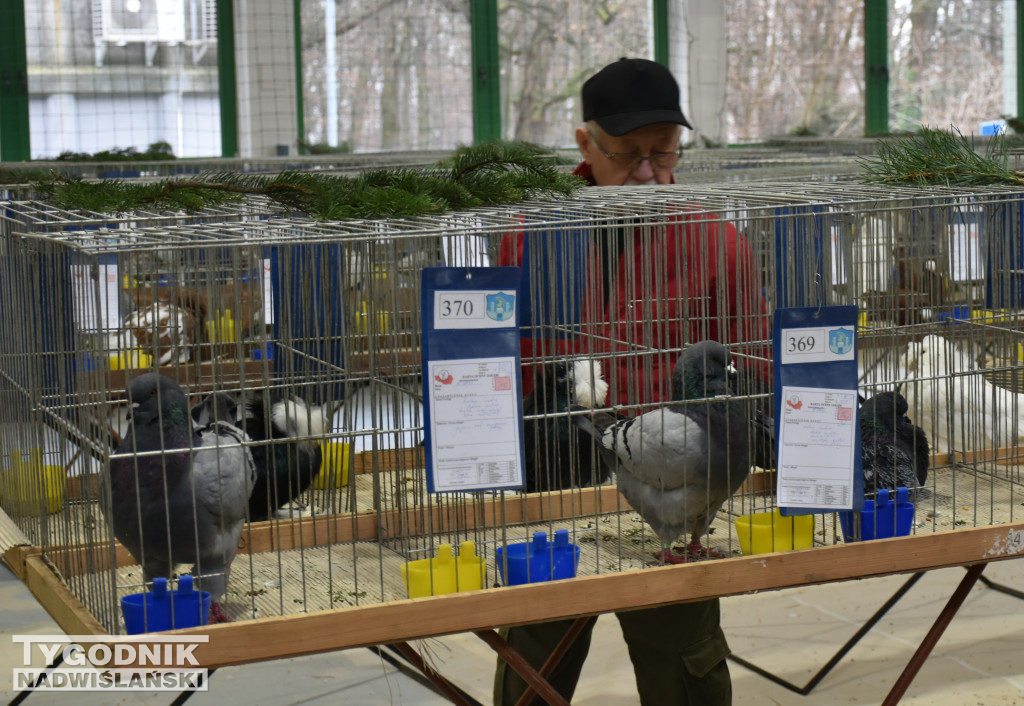 Wystawa gołębi, drobiu  i ptaków egzotycznych