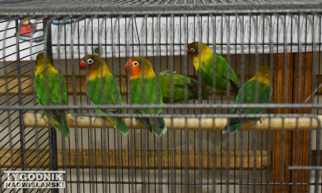 Wystawa gołębi, drobiu  i ptaków egzotycznych