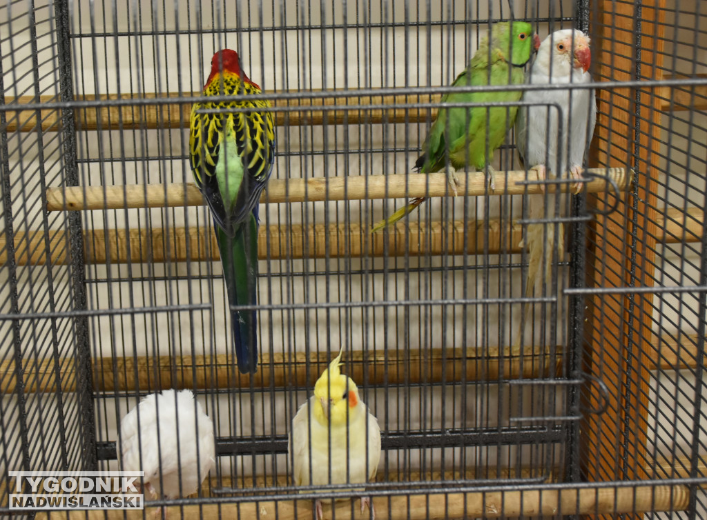 Wystawa gołębi, drobiu  i ptaków egzotycznych