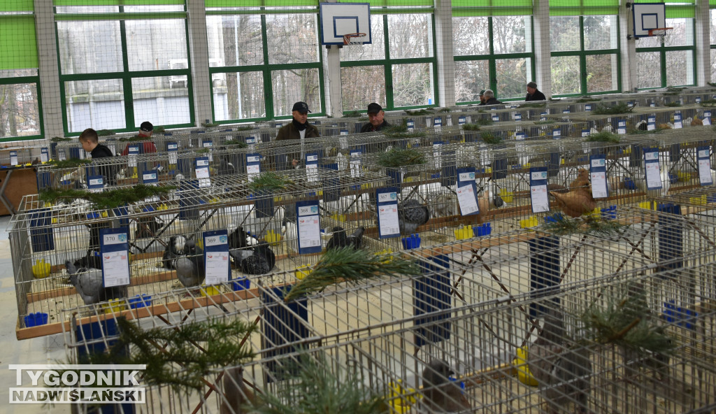 Wystawa gołębi, drobiu  i ptaków egzotycznych