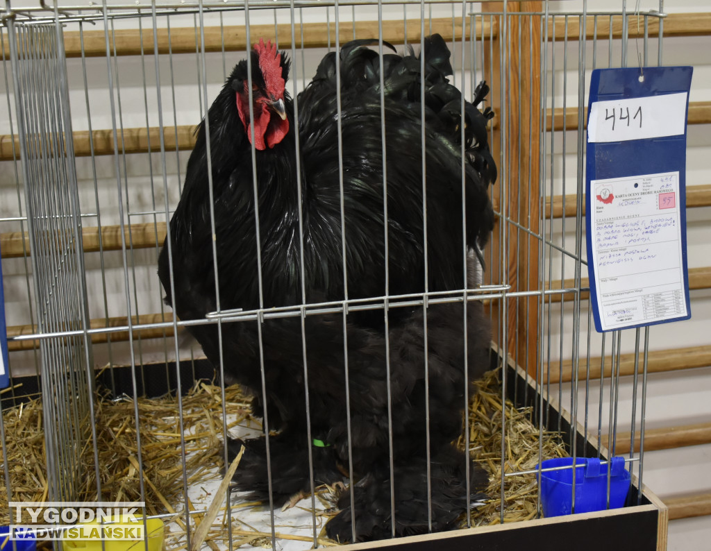 Wystawa gołębi, drobiu  i ptaków egzotycznych