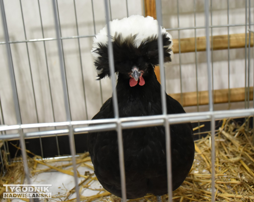 Wystawa gołębi, drobiu  i ptaków egzotycznych