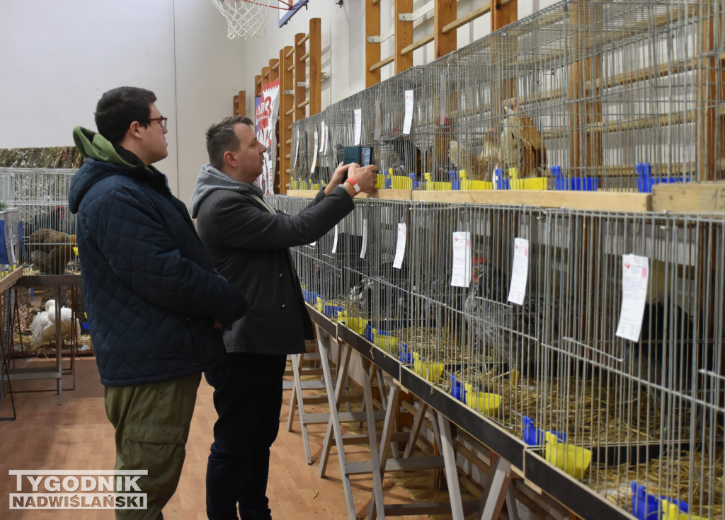 Wystawa gołębi, drobiu  i ptaków egzotycznych