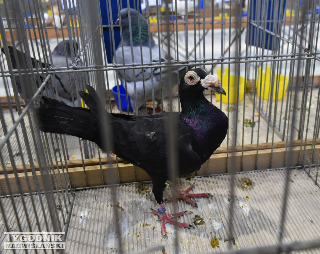 Wystawa gołębi, drobiu  i ptaków egzotycznych
