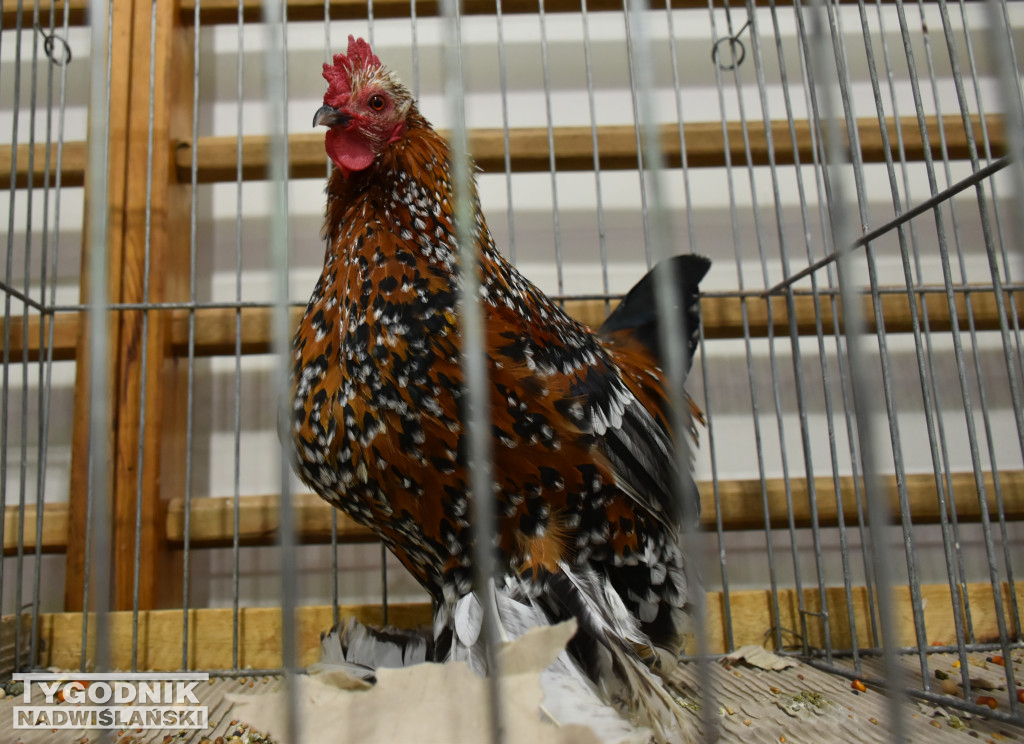 Wystawa gołębi, drobiu  i ptaków egzotycznych