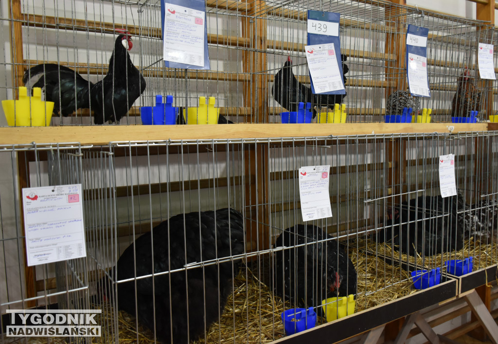 Wystawa gołębi, drobiu  i ptaków egzotycznych