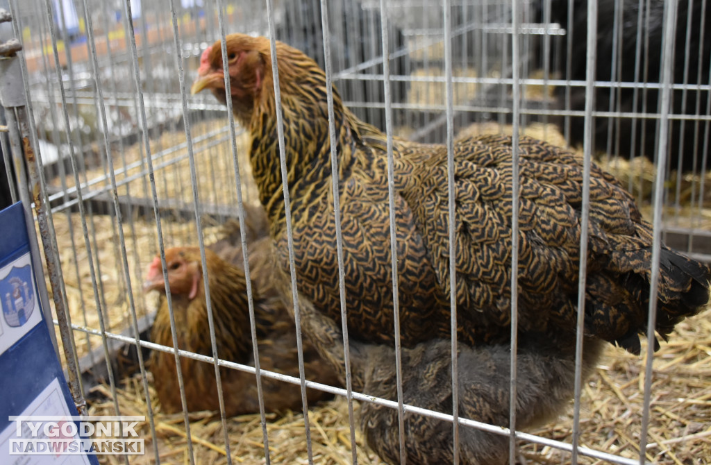 Wystawa gołębi, drobiu  i ptaków egzotycznych