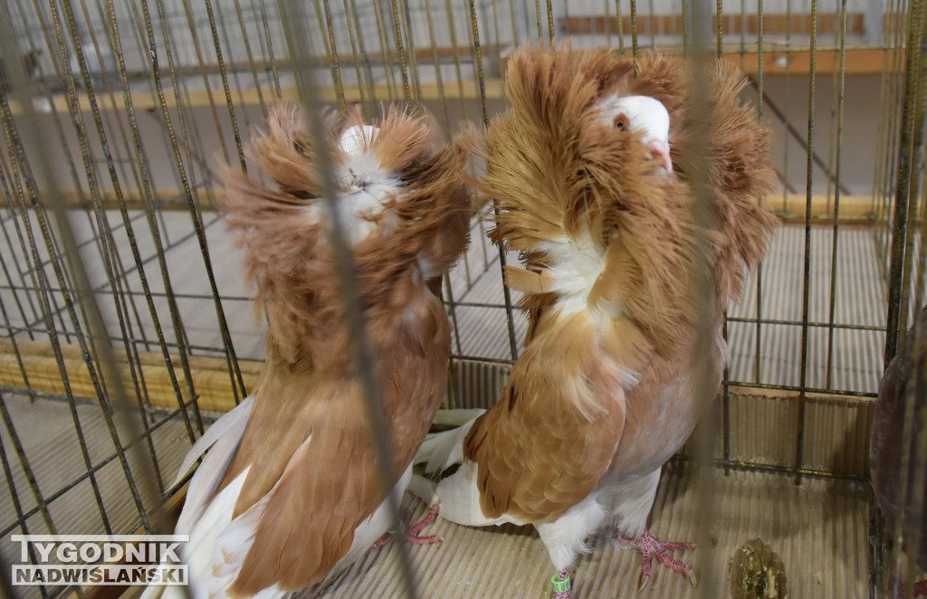 Wystawa gołębi, drobiu  i ptaków egzotycznych