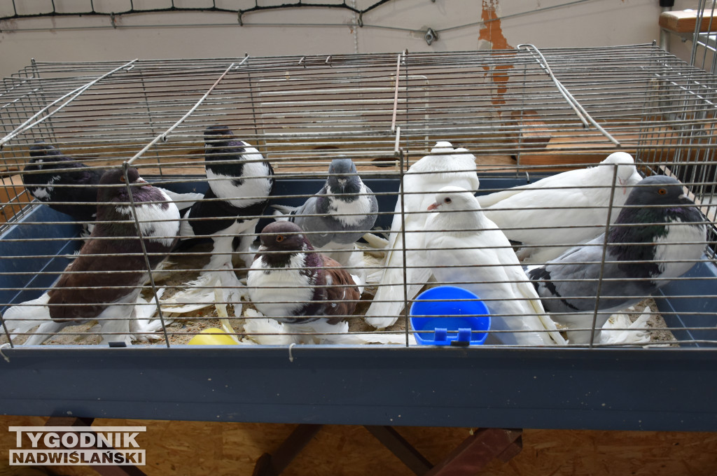 Wystawa gołębi, drobiu  i ptaków egzotycznych