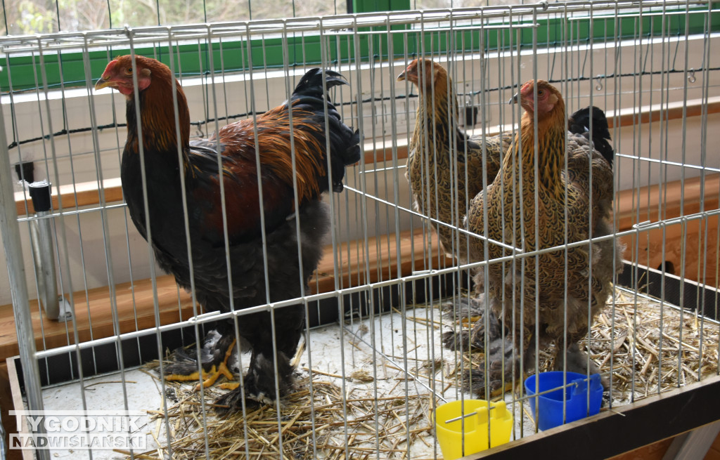 Wystawa gołębi, drobiu  i ptaków egzotycznych